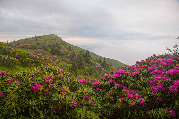 Foggy mountain spring Rhododendron Sunrise stock photo