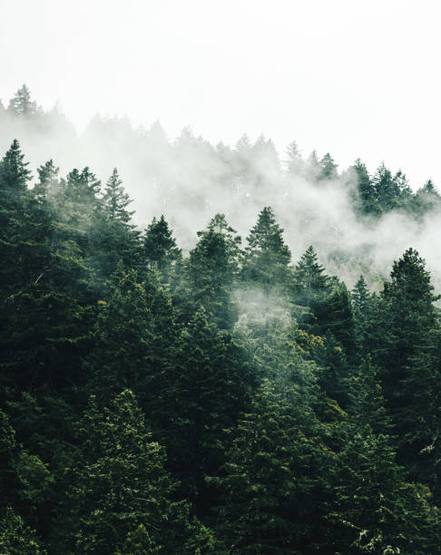 ormanda sisli ağaç