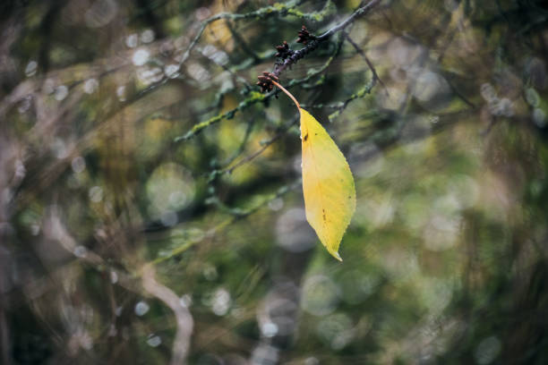 Foliage bokeh, a beautiful yellow leaf stock photo