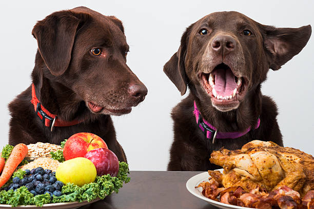 Food diet for pets stock photo