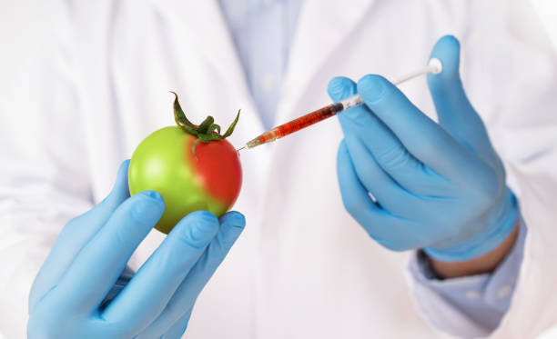 Food genetic modification concept Food genetic modification concept. Close up of sciencist injecting syringe into tomato genetic modification stock pictures, royalty-free photos & images