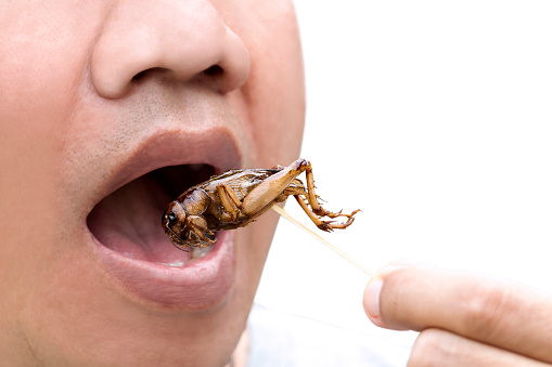 Foto de Comida De Insetos Homem Comendo Grilo Inseto No Espeto De Madeira Grilos Frito Crocante
