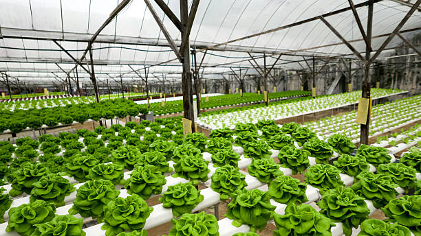 Food production in hydroponic plant, lettuce Food production method in hydroponic plant system. Growing lettuce in greenhouse using mineral salt solution. hydroponics stock pictures, royalty-free photos & images