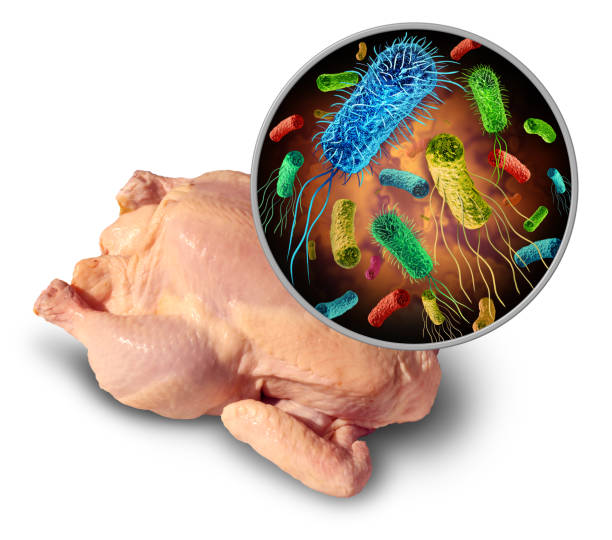 Foodborne Pathogen BFoodborne pathogen and bacteria and germs on raw poultry and the health risk of ingesting contaminated food with e coli or salmonella as a safety concept with 3D render elements. listeria stock pictures, royalty-free photos & images