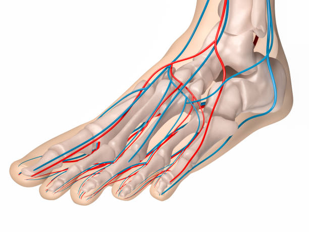 Foot front view - skeleton and circulatory stock photo