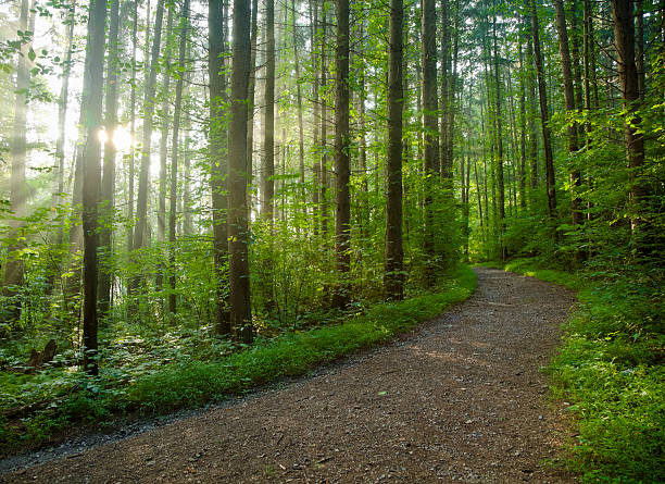 Footpath in a dense forest on a sunny day stock photo