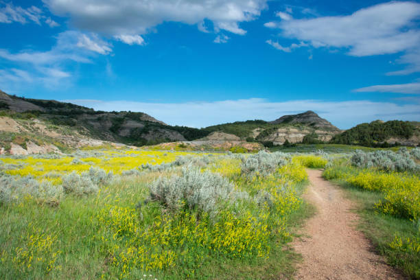 Footpath in the Badlands of North Dakota Footpath in the Badlands of North Dakota theodore roosevelt national park stock pictures, royalty-free photos & images