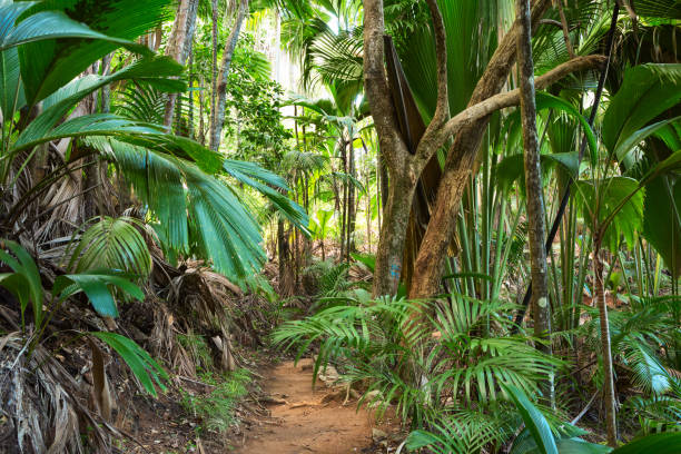 fußweg im tropischen regenwald. der palmenwald von vallee de mai (may valley), insel praslin, seychellen. - praslin fotos stock-fotos und bilder