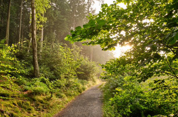 Footpath leading through beautiful green summer forest stock photo
