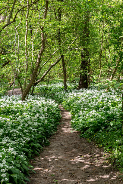 A footpath through an abundance of wild garlic, in Sussex woodland stock photo