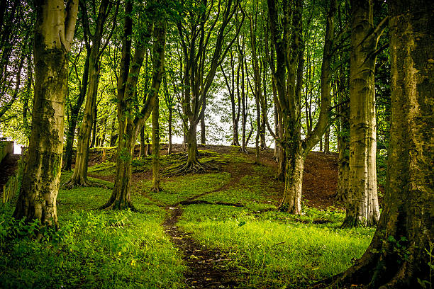 Footpath_in_forest Summer trees, footpath in forest.Green.Grass.August 2016. England. Lancashire, Fence. Sky background. lancashire stock pictures, royalty-free photos & images