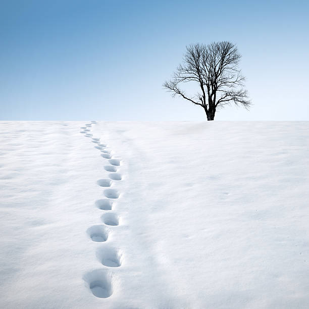 footprints in snow and tree stock photo
