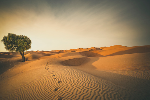 footprints and lonely tree in the desert of oman.