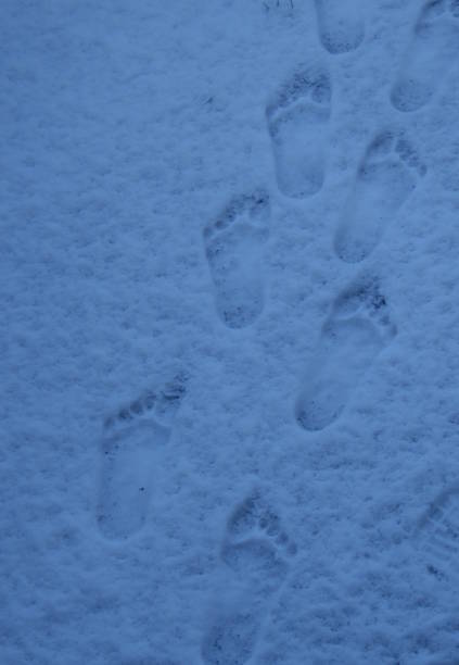 footprints in the snow stock photo