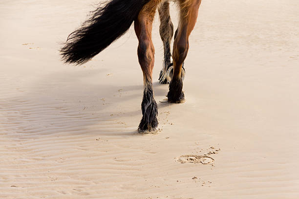 Footsteps in the sand Close up shot of horses feet as it moves across a sandy beach horse hoof prints stock pictures, royalty-free photos & images