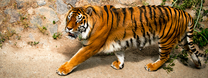 Forceful large siberian tiger walking on the rock with green area in his cage at the zoo like jungle forest wilderness wildlife nature background.