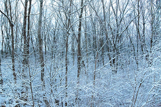 Forest After First Snow stock photo