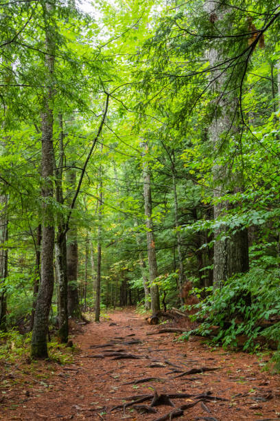 Forest around Echo Lake in New Hampshire, USA stock photo