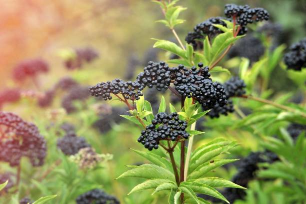 Forest black elderberry, shrub with berries stock photo