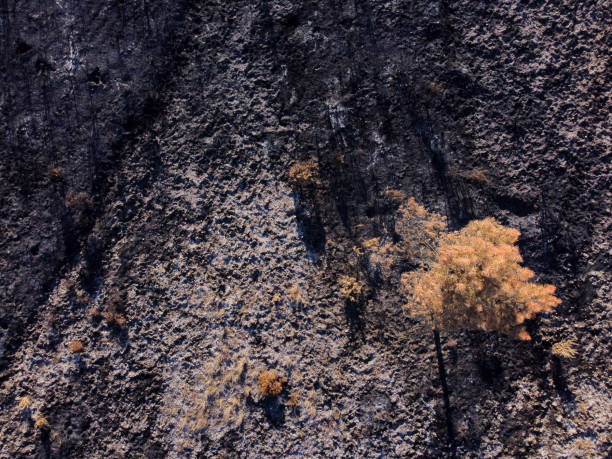 forest burnt by a summer forest fire in spain - fire portugal imagens e fotografias de stock