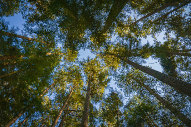 Forest Canopy stock photo