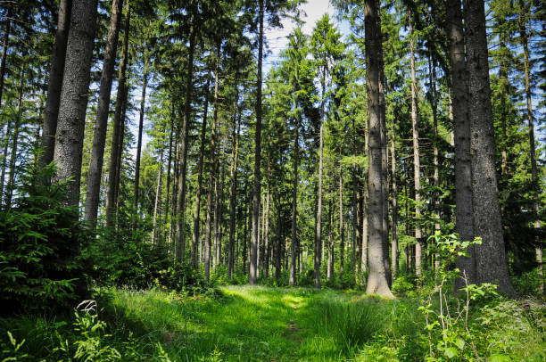 tipik bir avusturya ladin ormanında orman temizliği - wald stok fotoğraflar ve resimler