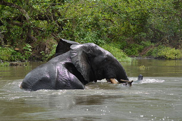 forest elephant, river crossing - gabon stockfoto's en -beelden