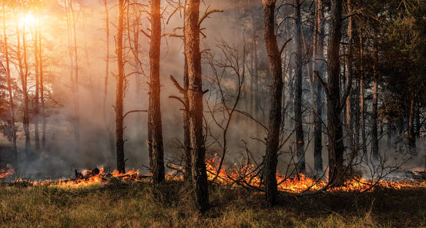 feu de forêt et des nuages de fumée noire dans les peuplements de pin. - incendie photos et images de collection