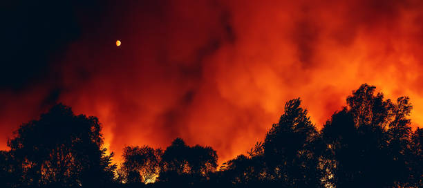 Forest fire at night, wildfire dry summer season, burning nature, horizontal banner image stock photo