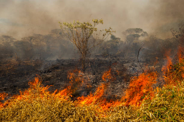 Forest fire in Brazil stock photo