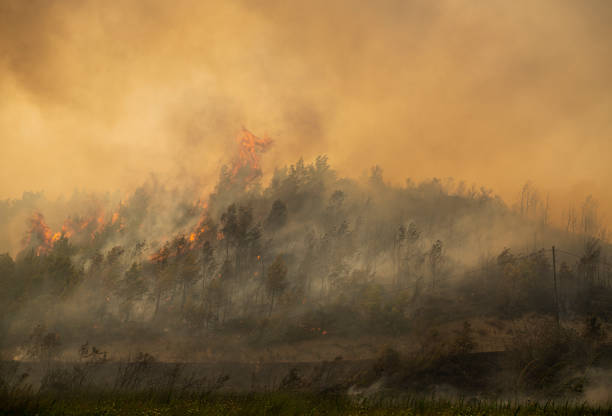 Forest fire in Manavgat, Antalya, Turkey stock photo