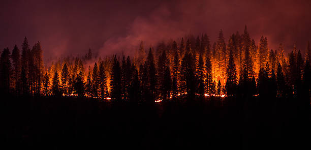 feu de forêt panorama - incendie photos et images de collection