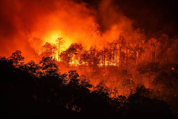 forest fire wildfire at night time on the mountain with big smoke - incêndio fumo imagens e fotografias de stock