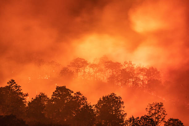 Forest fire wildfire at night time with big smoke stock photo