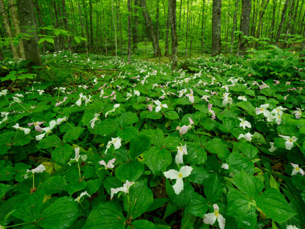 Forest floor covered with blooming wild trillium stock photo