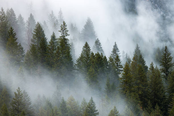 Forest Fog Morning fog at North Cascades National Park pacific northwest stock pictures, royalty-free photos & images