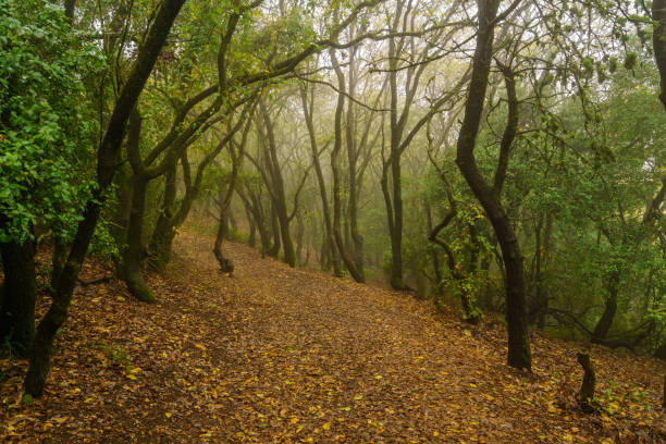 Forest Hiking trail, Mount Meron, on a foggy winter day stock photo