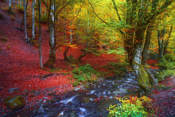 Forest in Carpathian mountains at autumn season stock photo