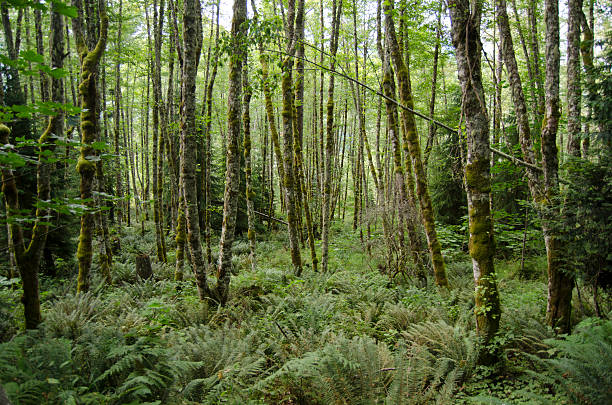 Forest in the pacific northwest stock photo