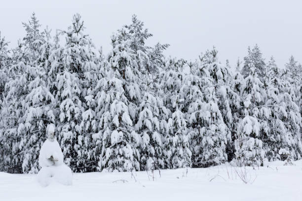 Forest in winter trees covered with snow stock photo
