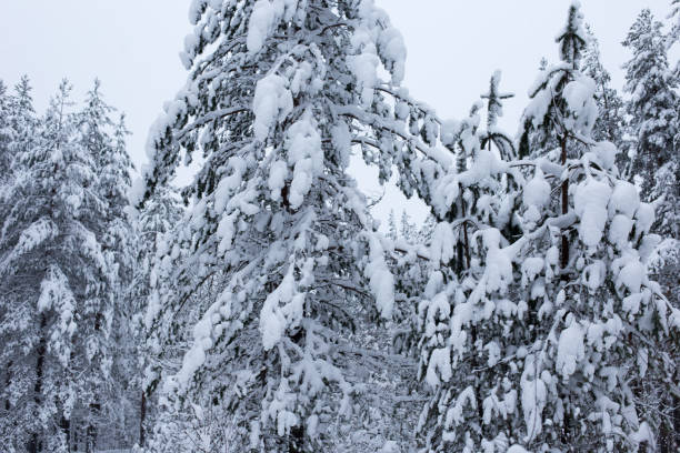 Forest in winter trees covered with snow stock photo
