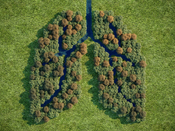 Forest Lung Forest in shape of lung, (3d render) breath vapor stock pictures, royalty-free photos & images