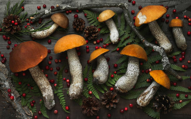 Forest mushrooms background. Aspen mushrooms, red berries and cones on a dark wooden background. Autumn composition. Forest harvest. Top view, flat lay. stock photo