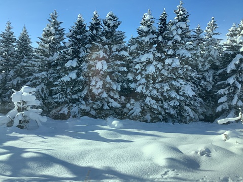 Forest of Abies sachalinensis covered with snow in Hokkaido