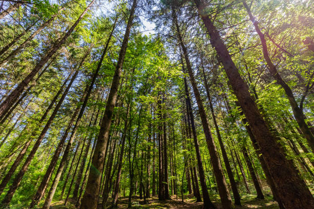 forest of Argonne, in Lorraine, in the east of France stock photo