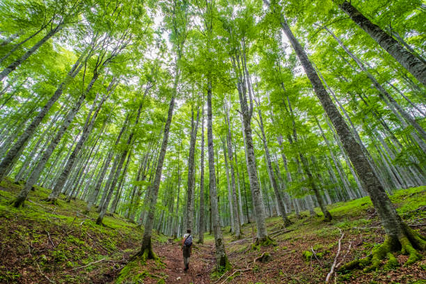 Forest of Cansiglio, Veneto, Italy stock photo
