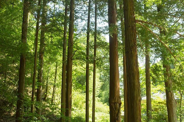 Forest of cedar trees in Japan stock photo