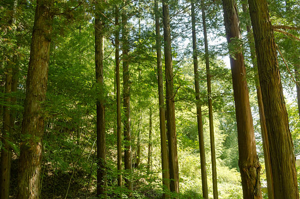 Forest of cedar trees in Japan stock photo