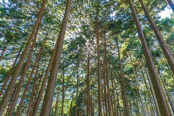 サイプレス の森 - ヒノキ ストックフォトと画像