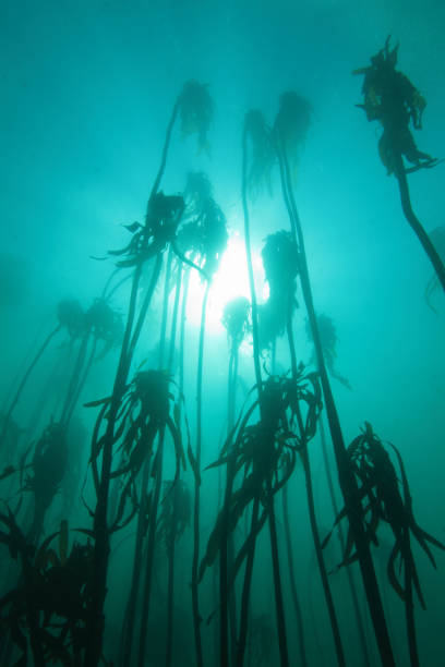 forest of South African kelp, Ecklonia maxima, at Pyramid Rock, False Bay, South Africa stock photo